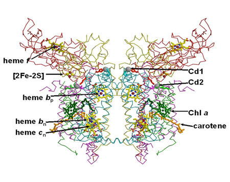 Photosynthetic_electron_transport