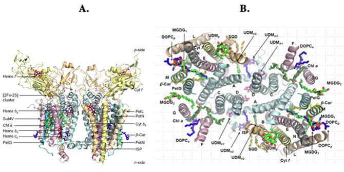Cytochrome b6f Complex