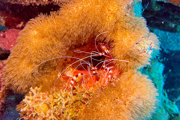 banded coral shrimp