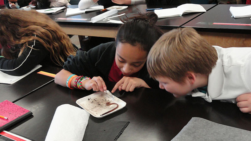K-12 Focus visits Sunnyside School - Learning about worms