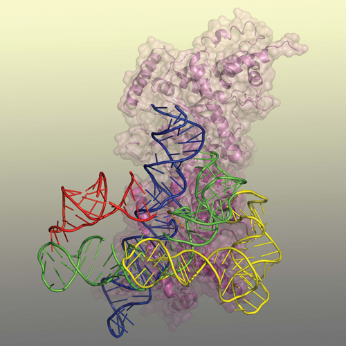 RNA molecule