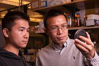 Purdue scientists reveal how bacteria build homes inside healthy cells