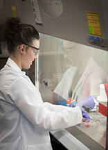 Chemistry doctoral student Kristina Kesely examines plasmodium-infected blood in a biosafety cabinet