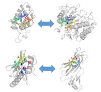 How to know which computational protein structure model is correct?