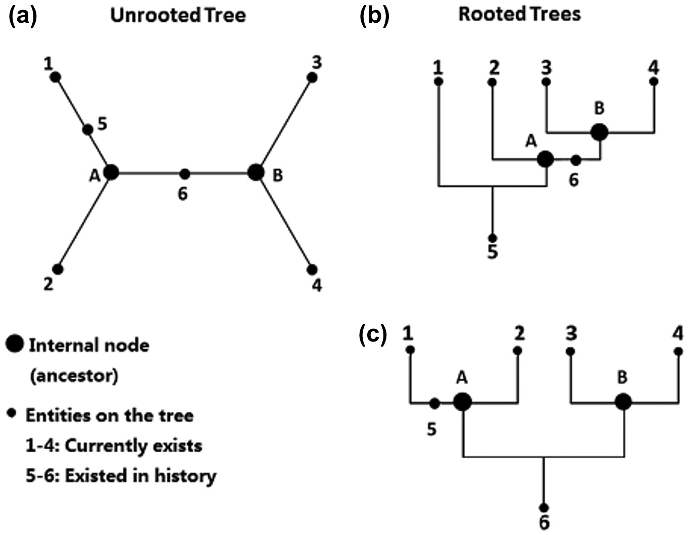 how to interpret evolutionary trees