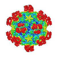New mechanism to destroy viruses could lead to future therapies