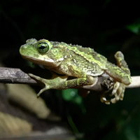 Conservation and disease in tropical amphibians 