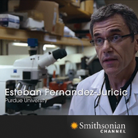 Smithsonian Channel Features Prof. Fernandez-Juricic's Research