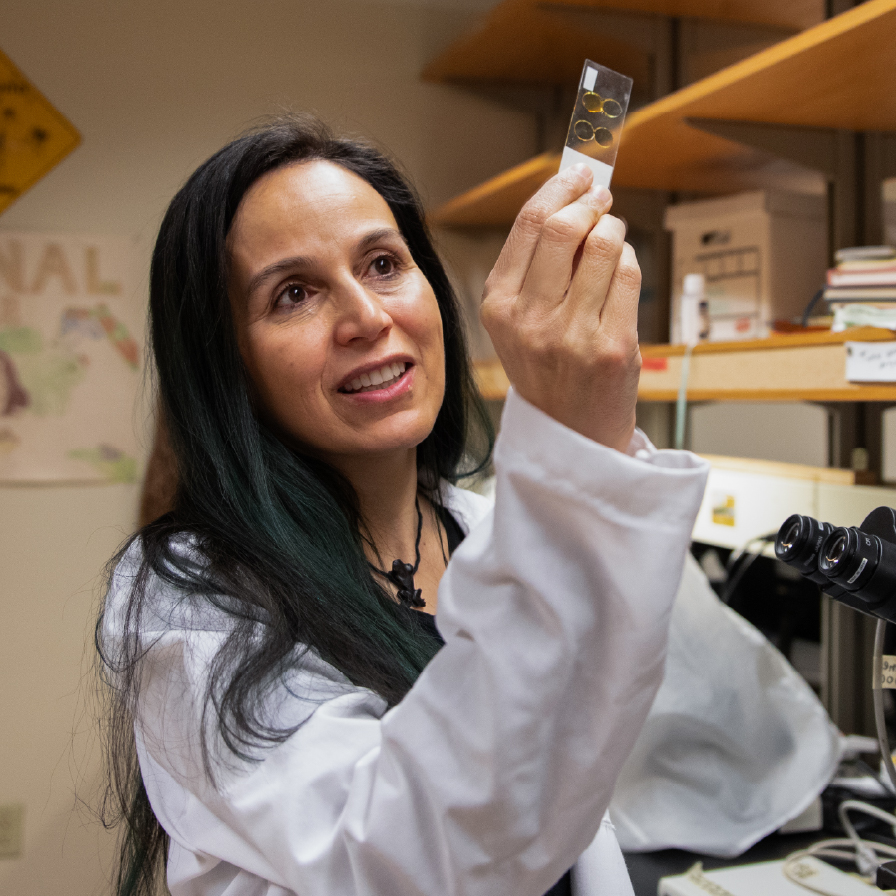 Ximena Bernal examines a slide in her lab